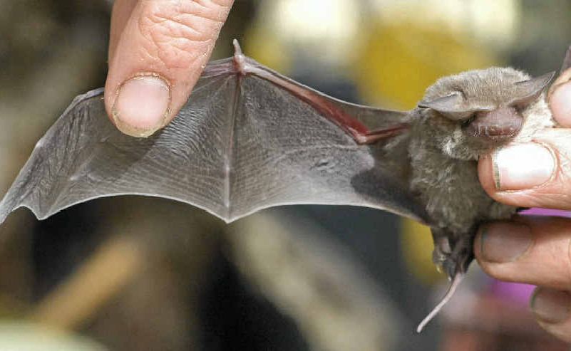 It is believed the horses may have contracted the virus from microbats. It is believed the horses may have contracted the virus from microbats.